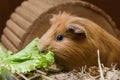 Portrait of cute red guinea pig eating salad leaf Royalty Free Stock Photo