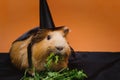 Portrait of cute red guinea pig in halloween costume. Royalty Free Stock Photo