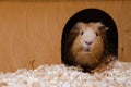 Portrait of cute red guinea pig Royalty Free Stock Photo