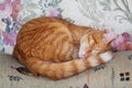 Red Kitten Sleeping on the Sofa Royalty Free Stock Photo