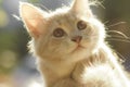 Portrait of a cute red kitten in the sunshine, harmless face of the pet looking up, lovely pets