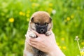 Portrait of cute two weeks old shiba inu puppy in the hands of the owner in the buttercup meadow Royalty Free Stock Photo