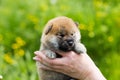 Portrait of adorable two weeks old shiba inu puppy in the hands of the owner in the buttercup meadow Royalty Free Stock Photo