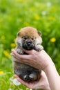 Portrait of cute two weeks old shiba inu puppy in the hands of the owner in the buttercup meadow Royalty Free Stock Photo