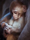 Portrait of cute Rhesus macaque baby