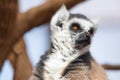 Portrait of a cute ring tailed Lemur, Lemur Catta. Royalty Free Stock Photo