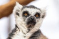 Portrait of a cute ring tailed Lemur, Lemur Catta. Royalty Free Stock Photo