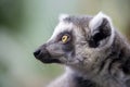 Portrait of a cute ring-tailed lemur Royalty Free Stock Photo