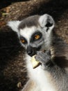 Cute Ringtailed Lemur Eating