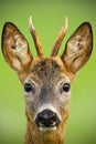 Portrait of cute roe deer, capreolus capreolus, buck in summer. Royalty Free Stock Photo