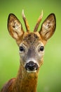 Portrait of cute roe deer, capreolus capreolus, buck in summer. Royalty Free Stock Photo