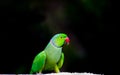 Portrait of a cute Rose Ringed Parakeet or also know as the Green Parrot against the dark background