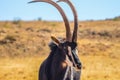 Portrait of a cute Sable Antelope in a game reserve