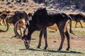 Portrait of a cute Sable Antelope in a game reserve