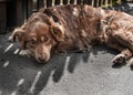 Portrait Of Cute Sad Chained Brown Or Red Dog Lying Or Resting On Old Village Yard Under Wooden Fence In Shadow