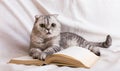 Portrait of a cute Scottish cat with book Royalty Free Stock Photo
