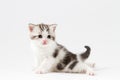 Portrait of cute scottish straight kitten bi-color spotted sitting against a white background