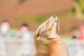 Portrait of cute Sea lion sleep Royalty Free Stock Photo