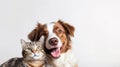 portrait of a cute shaggy dog and cat looking at the camera in front of a white background AI Royalty Free Stock Photo
