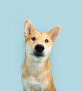 Portrait cute shiba inu puppy dog looking at camera smiling. Isolated on blue pastel background Royalty Free Stock Photo