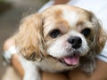 Portrait of a cute Shih Tzu dog