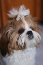 Portrait of a cute Shih Tzu puppy