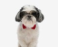 portrait of cute shih tzu wearing sunglasses and bowtie Royalty Free Stock Photo