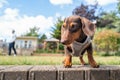 Portrait of a cute short haired dachshund puppy wearing a harness. She is in a garden and is seen at eye level.