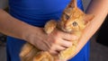 PORTRAIT: Cute shot of a frisky little baby cat during playtime with its owner. Royalty Free Stock Photo