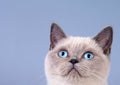 Portrait of cute siamese cat Royalty Free Stock Photo