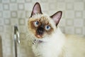 Portrait of a cute Siamese kitten with blue eyes Royalty Free Stock Photo