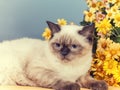 Kitten lays near flowers