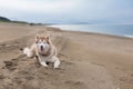 Portrait Of Cute Siberian Husky Dog Lying On The Sand Beach At Seaside