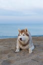 Portrait Of Cute Siberian Husky Dog Lying On Sea Front On The Beach At Sunset