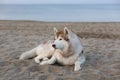 Portrait Of Cute Siberian Husky Dog Lying On Sea Front At Sunset