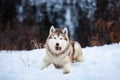 Portrait of cute Siberian Husky dog lying is on the snow in winter forest at sunset on blue mountain background. Royalty Free Stock Photo
