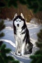 Portrait cute siberian husky dog in sunny evining forest in framed with spruce branches