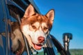 Portrait cute Siberian husky looking out car window. Smiling muzzle red dog on background blue sky. Reflection dog`s head in glass