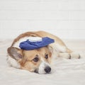 portrait of cute sick a red dog Corgi puppy is lying on a white blanket with a hot water bottle on its head and sad eyes Royalty Free Stock Photo