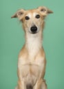 Portrait of a cute silken windsprite looking at the camera on a mint green background