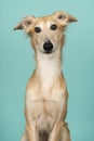 Portrait of a cute silken windsprite looking at the camera on a turquoise blue background