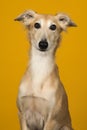 Portrait of a cute silken windsprite looking at the camera on a yellow background Royalty Free Stock Photo