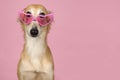 Portrait of a cute silken windsprite peeking over its pink heart shaped glasses on a pink background