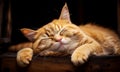 Portrait of a cute sleeping ginger cat on a lazy summer day Royalty Free Stock Photo