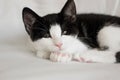 Portrait of cute sleepy tuxedo cat kitten on white blanket Royalty Free Stock Photo