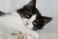 Portrait of cute sleepy tuxedo cat kitten on white blanket Royalty Free Stock Photo