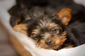 Portrait of a cute sleepy Yorkshire Terrier puppy in a basket