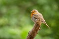 Portrait of a cute small bird, the European robin Royalty Free Stock Photo