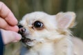 Portrait of cute small dog chihuahua, getting reward from hand