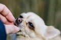 Portrait of cute small dog chihuahua, getting reward from hand